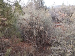 Cylindropuntia whipplei