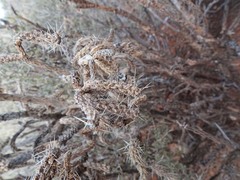 Cylindropuntia whipplei
