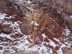 Frasera albomarginata