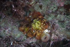 Sonderophycus capensis