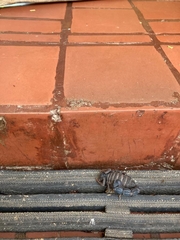 Parabuthus transvaalicus