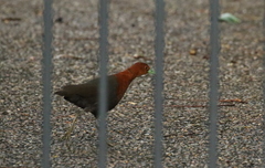 Rallina tricolor