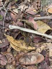 Ceratogyrus marshalli