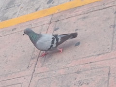 Columba livia domestica