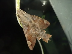 Macroglossum pyrrhosticta