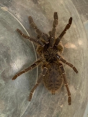 Ceratogyrus marshalli