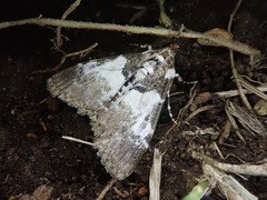 Termioptycha margarita