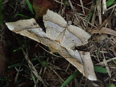 Krananda latimarginaria