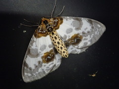 Abraxas miranda miranda