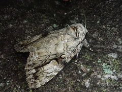 Anacronicta nitida