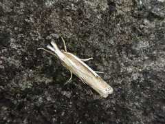 Crambus pseudargyrophorus