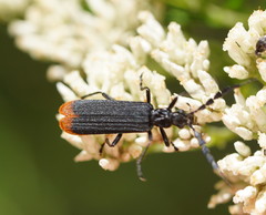 Pseudolycus haemorrhoidalis