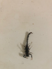 Uroplectes flavoviridis