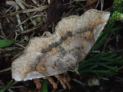 Pangrapta perturbans