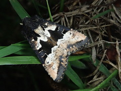 Phlogophora albovittata