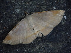 Mecodina nubiferalis