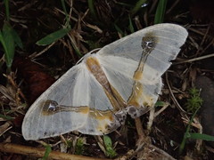 Macrocilix mysticata