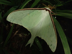 Actias aliena aliena