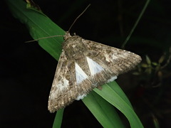 Aedia leucomelas