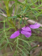 Tetratheca ericifolia