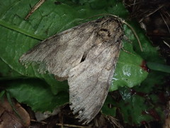 Peridea gigantea
