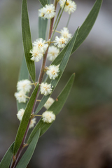 Acacia baeuerlenii
