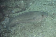 Pseudophycis palmata
