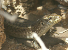 Chioninia spinalis boavistensis