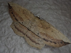 Xyloscia subspersata