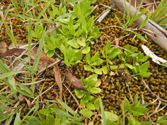 Opercularia ovata