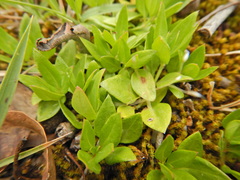 Opercularia ovata
