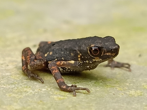 Ansonia penangensis observed 2020-12-22