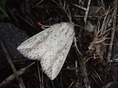 Mythimna flavostigma