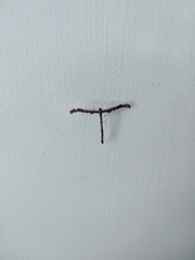 Tetraschalis arachnodes