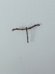 Tetraschalis arachnodes