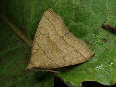 Herminia arenosa