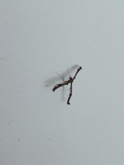 Tetraschalis arachnodes