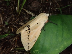 Spilarctia seriatopunctata