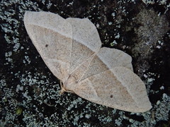 Rhynchobapta cervinaria