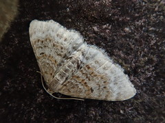 Hydrelia nisaria