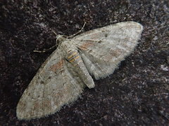 Eupithecia rufescens
