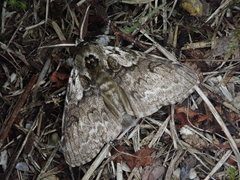 Calliteara argentata