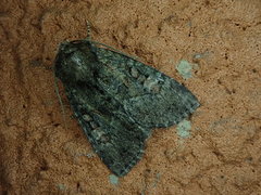 Antapamea conciliata