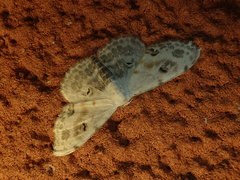 Scopula indicataria