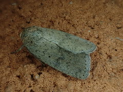 Athetis cinerascens