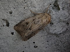 Spodoptera depravata