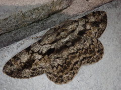 Hypomecis roboraria displicens
