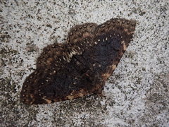Diomea cremata