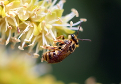 Mellitidia tomentifera