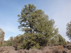 Pinus monophylla